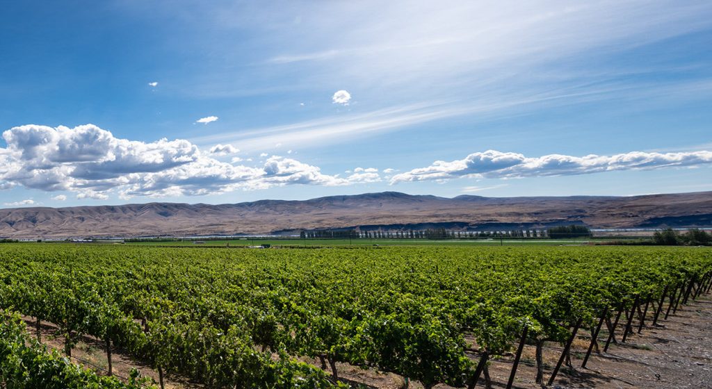 Soaring Eagle Vineyard, Wahluke Slope AVA