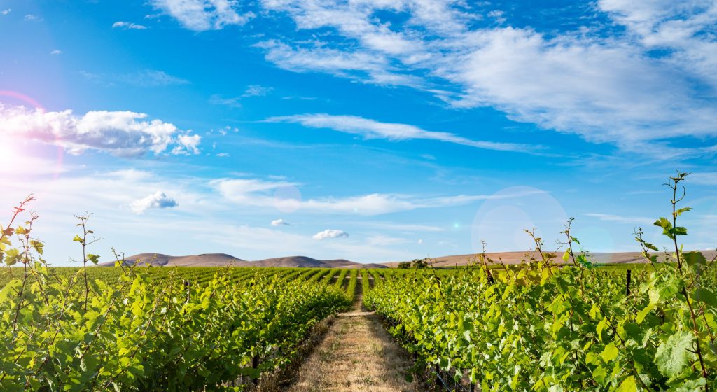 Zillah Vineyard, Rattlesnake Hills AVA